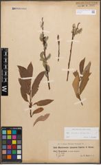 Foto von Salix caprea L. x Salix purpurea L.